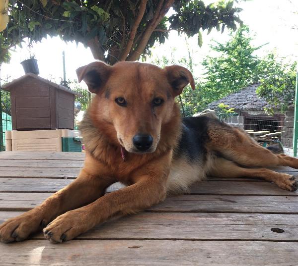 Sissi, Dolce Pastorina Di 3 Anni Cerca Casa!